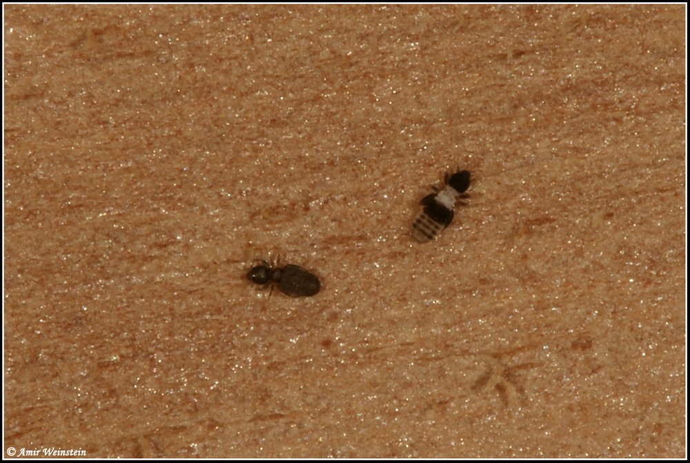 Psocoptera d''Israele